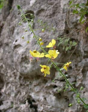 Fotografia 1 da espécie Verbascum levanticum no Jardim Botânico UTAD