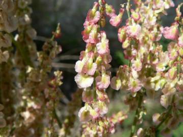 Fotografia da espécie Rumex intermedius