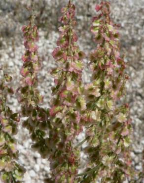 Fotografia 3 da espécie Rumex intermedius no Jardim Botânico UTAD