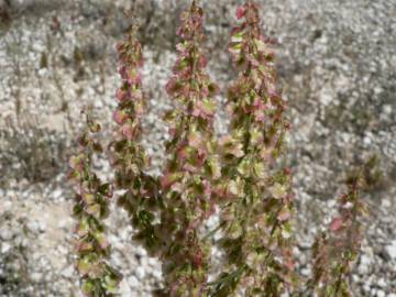 Fotografia da espécie Rumex intermedius