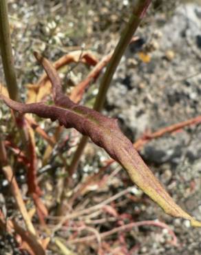 Fotografia 4 da espécie Rumex intermedius no Jardim Botânico UTAD