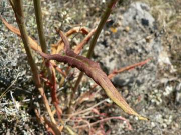 Fotografia da espécie Rumex intermedius