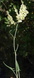 Fotografia da espécie Rumex intermedius