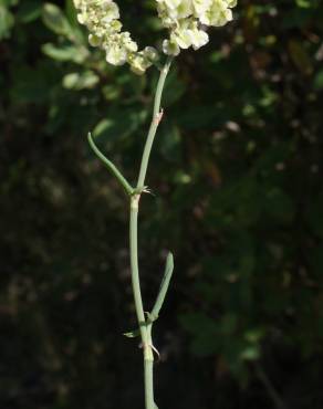 Fotografia 5 da espécie Rumex intermedius no Jardim Botânico UTAD