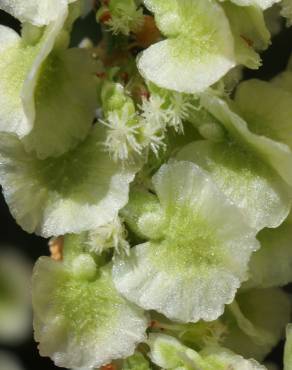 Fotografia 6 da espécie Rumex intermedius no Jardim Botânico UTAD