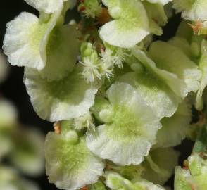 Fotografia da espécie Rumex intermedius