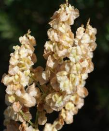 Fotografia da espécie Rumex intermedius