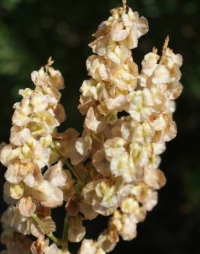 Fotografia 7 da espécie Rumex intermedius no Jardim Botânico UTAD