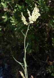 Fotografia da espécie Rumex intermedius