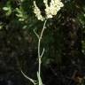 Fotografia 8 da espécie Rumex intermedius do Jardim Botânico UTAD