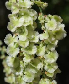 Fotografia da espécie Rumex intermedius