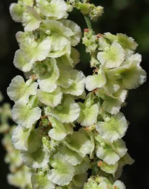 Fotografia 9 da espécie Rumex intermedius no Jardim Botânico UTAD