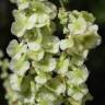 Fotografia 9 da espécie Rumex intermedius do Jardim Botânico UTAD