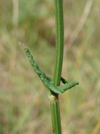 Fotografia da espécie Rumex intermedius