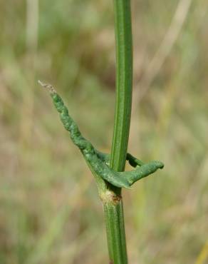 Fotografia 10 da espécie Rumex intermedius no Jardim Botânico UTAD