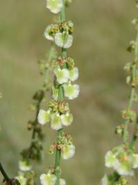 Fotografia da espécie Rumex intermedius