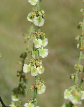 Fotografia 11 da espécie Rumex intermedius no Jardim Botânico UTAD