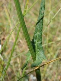 Fotografia da espécie Rumex intermedius