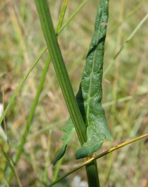 Fotografia 12 da espécie Rumex intermedius no Jardim Botânico UTAD