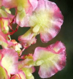 Fotografia da espécie Rumex intermedius