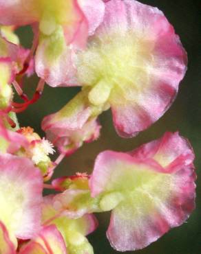 Fotografia 13 da espécie Rumex intermedius no Jardim Botânico UTAD