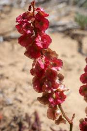 Fotografia da espécie Rumex intermedius