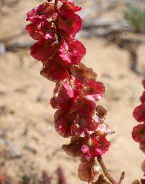 Fotografia 14 da espécie Rumex intermedius no Jardim Botânico UTAD