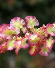 Fotografia da espécie Rumex intermedius