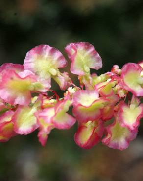 Fotografia 15 da espécie Rumex intermedius no Jardim Botânico UTAD