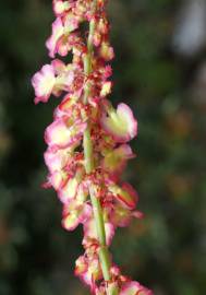 Fotografia da espécie Rumex intermedius