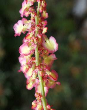 Fotografia 16 da espécie Rumex intermedius no Jardim Botânico UTAD