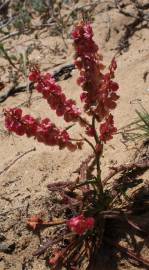 Fotografia da espécie Rumex intermedius