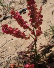 Fotografia da espécie Rumex intermedius