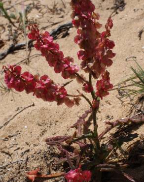 Fotografia 1 da espécie Rumex intermedius no Jardim Botânico UTAD