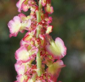 Fotografia da espécie Rumex intermedius