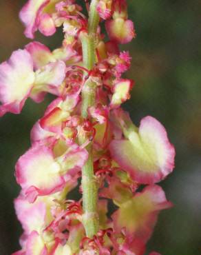 Fotografia 17 da espécie Rumex intermedius no Jardim Botânico UTAD