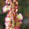 Fotografia 17 da espécie Rumex intermedius do Jardim Botânico UTAD