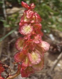 Fotografia da espécie Rumex intermedius