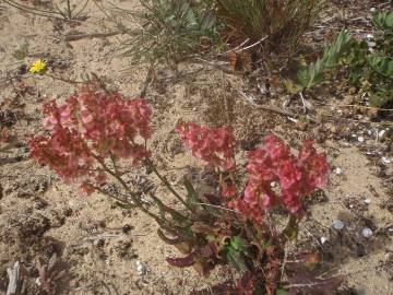 Fotografia da espécie Rumex intermedius