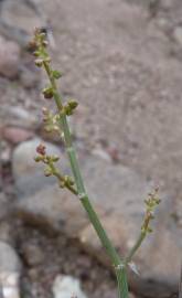 Fotografia da espécie Rumex induratus