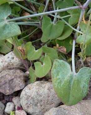 Fotografia 6 da espécie Rumex induratus no Jardim Botânico UTAD