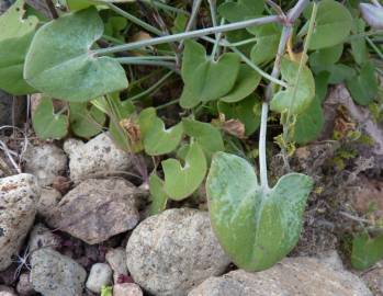 Fotografia da espécie Rumex induratus