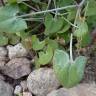 Fotografia 6 da espécie Rumex induratus do Jardim Botânico UTAD