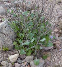 Fotografia da espécie Rumex induratus