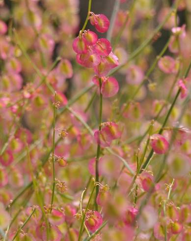 Fotografia de capa Rumex induratus - do Jardim Botânico