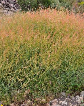 Fotografia 8 da espécie Rumex induratus no Jardim Botânico UTAD