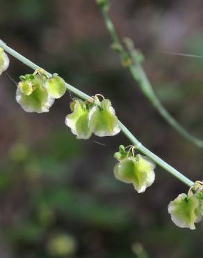 Fotografia 9 da espécie Rumex induratus no Jardim Botânico UTAD