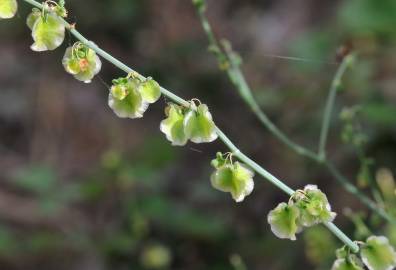 Fotografia da espécie Rumex induratus