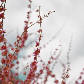 Fotografia da espécie Rumex induratus