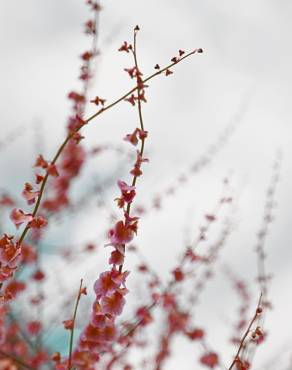 Fotografia 10 da espécie Rumex induratus no Jardim Botânico UTAD